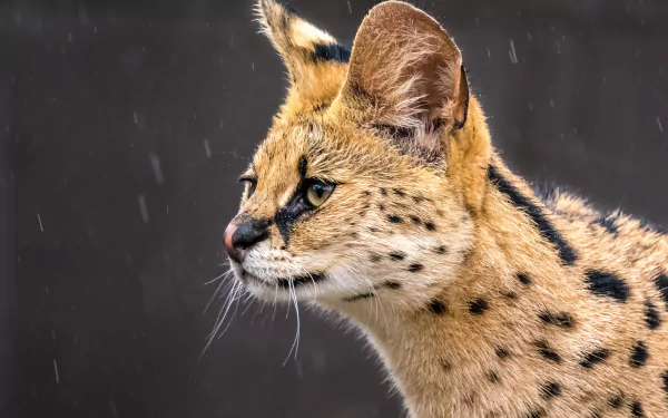 Animal serval HD Desktop Wallpaper | Background Image