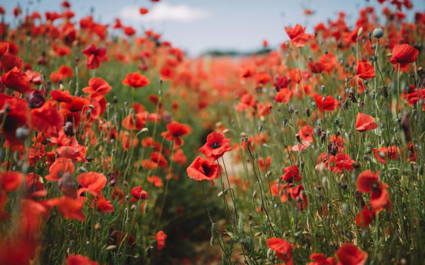red flower nature poppy HD Desktop Wallpaper | Background Image