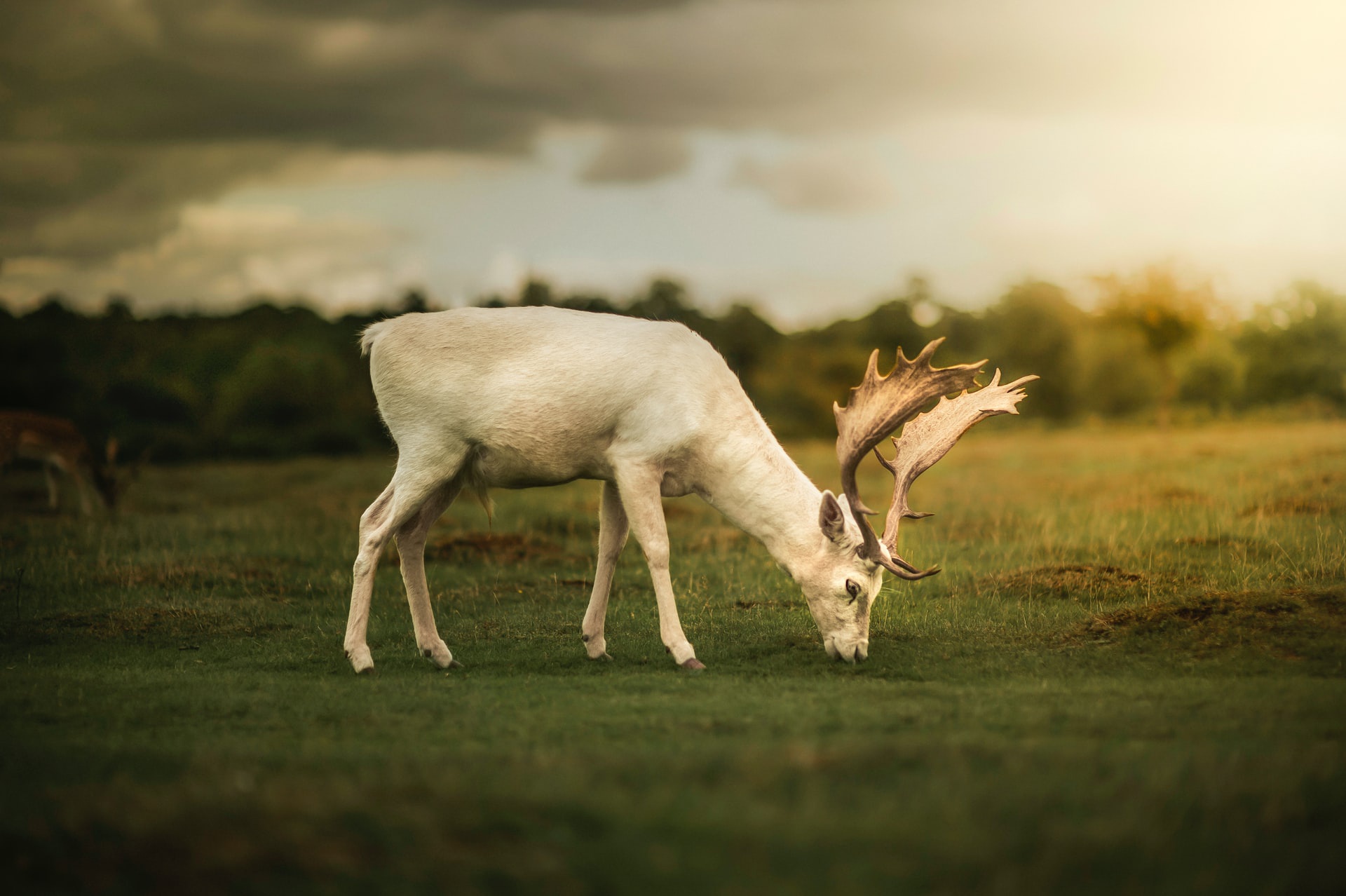 Белый олень. Северный олень ФАС. Deer one белый. Олень Северный альбинос обои.