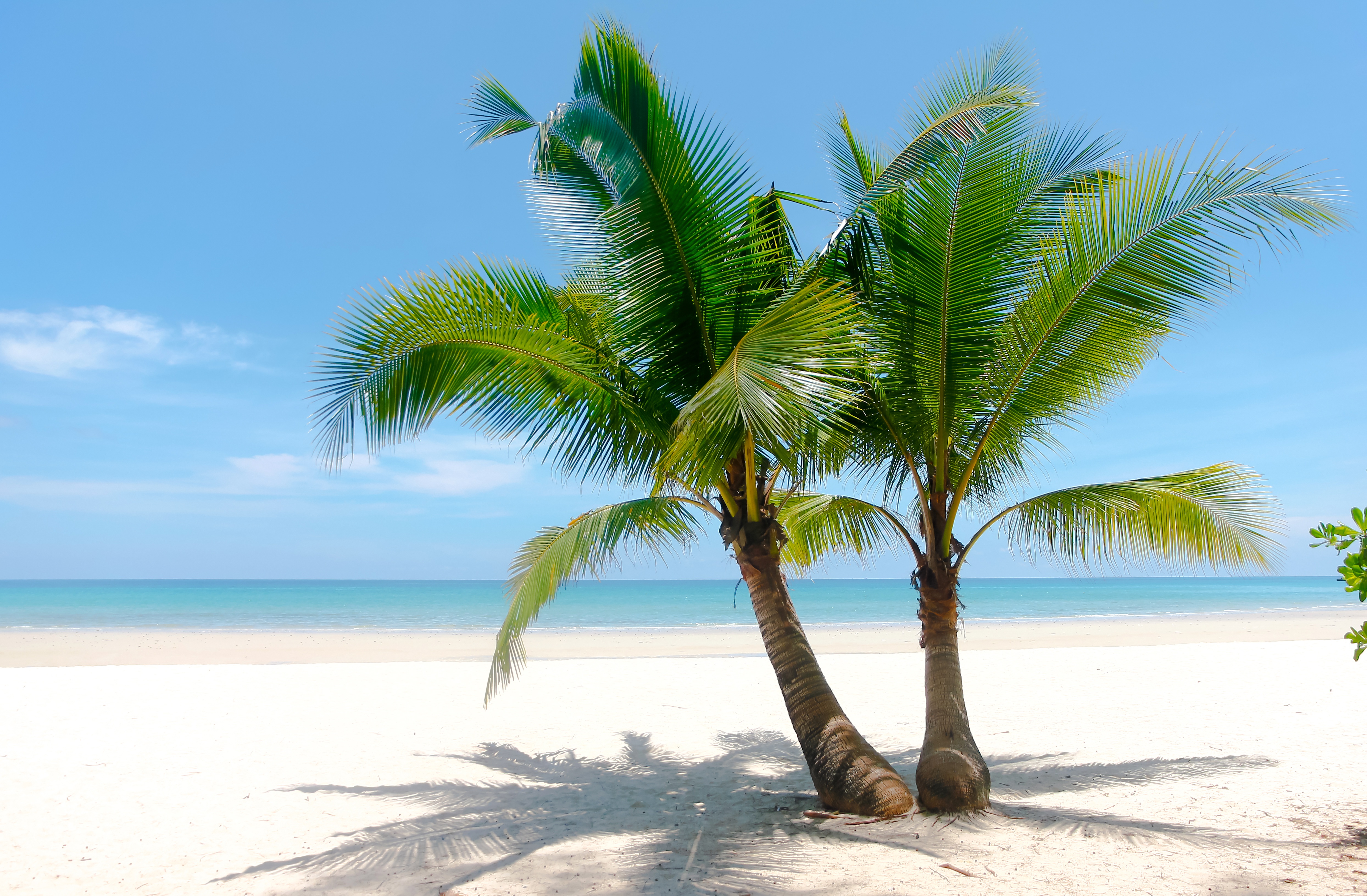 Palmeras bay. Море пальмы. Побережье с пальмами. Красивые пальмы. Море пляж пальмы.