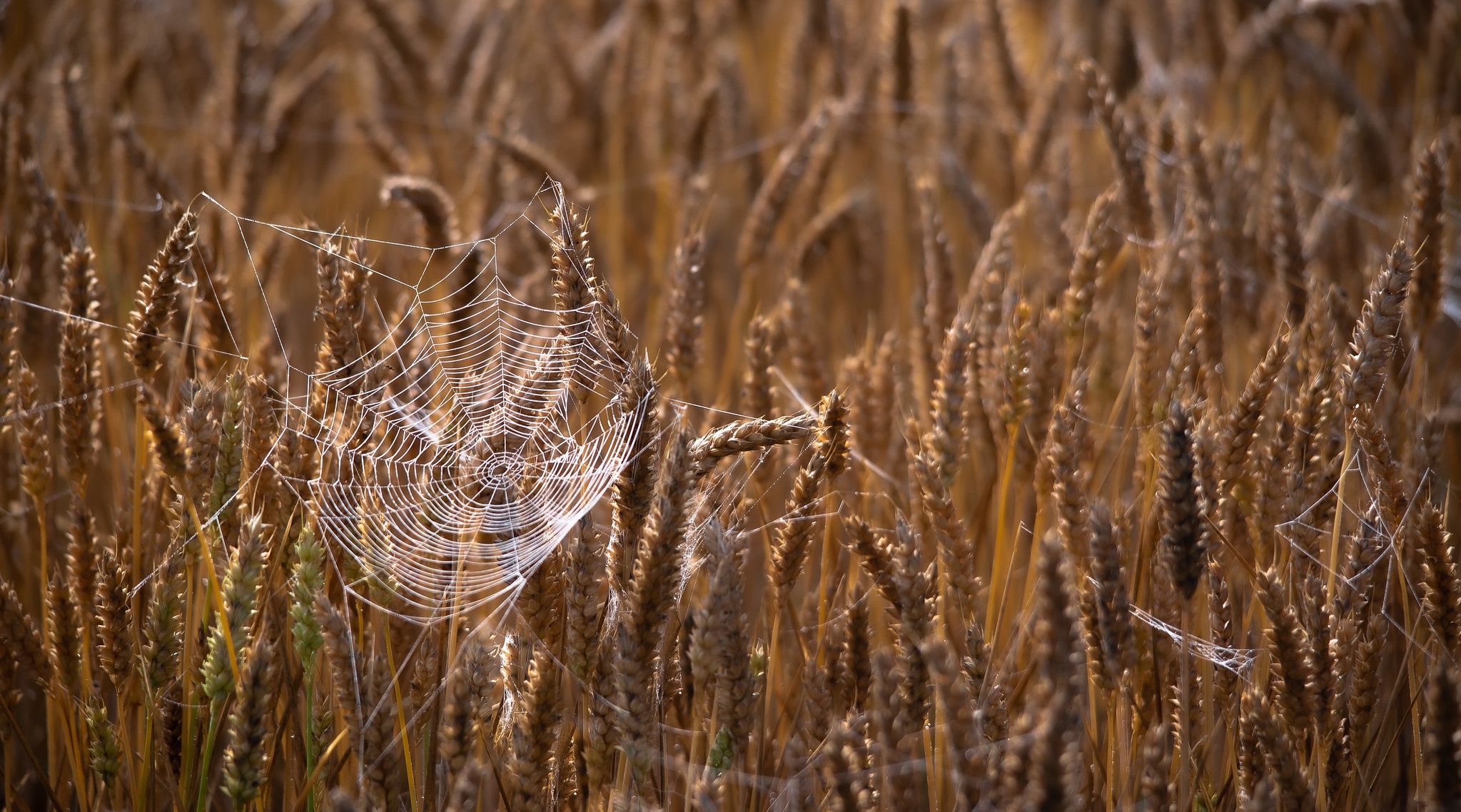 Photography Spider Web HD Wallpaper | Background Image