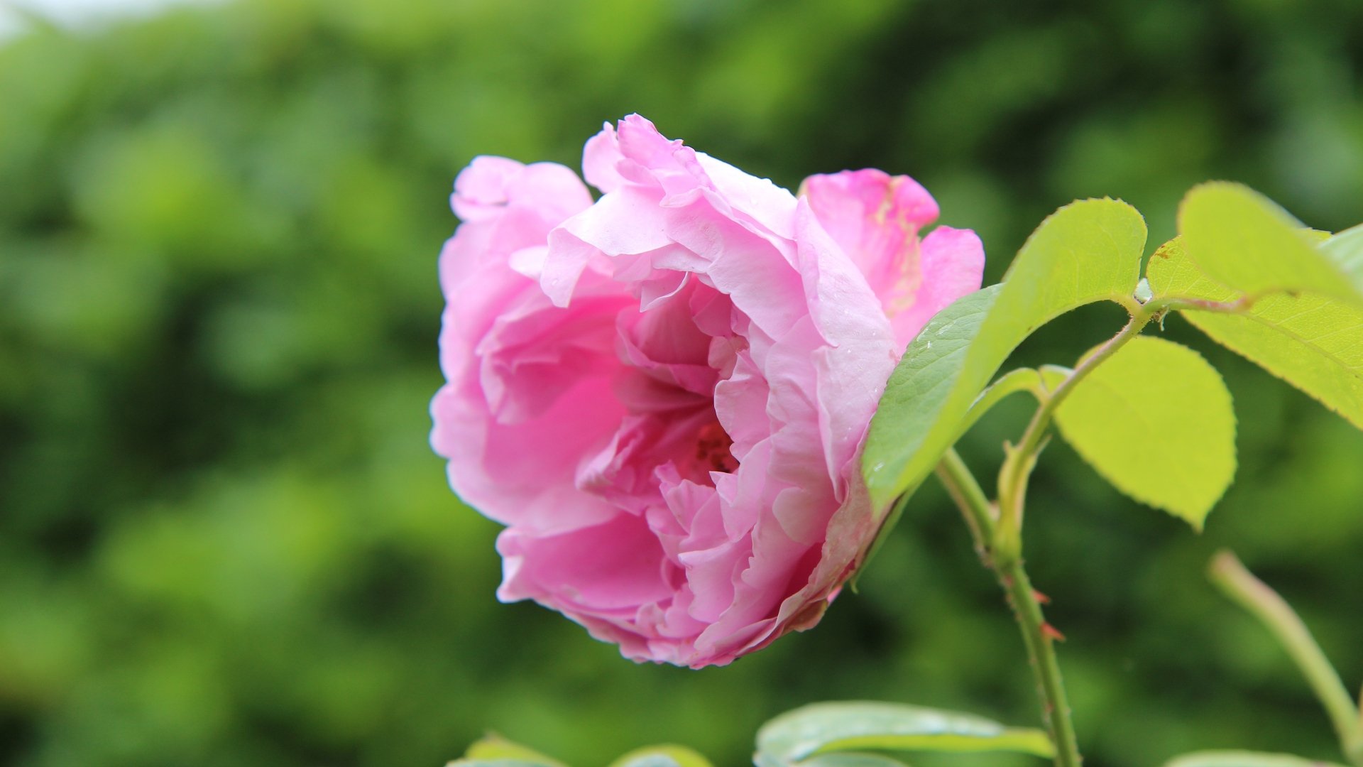 Download Pink Flower Nature Rose Flower 4k Ultra HD Wallpaper ...