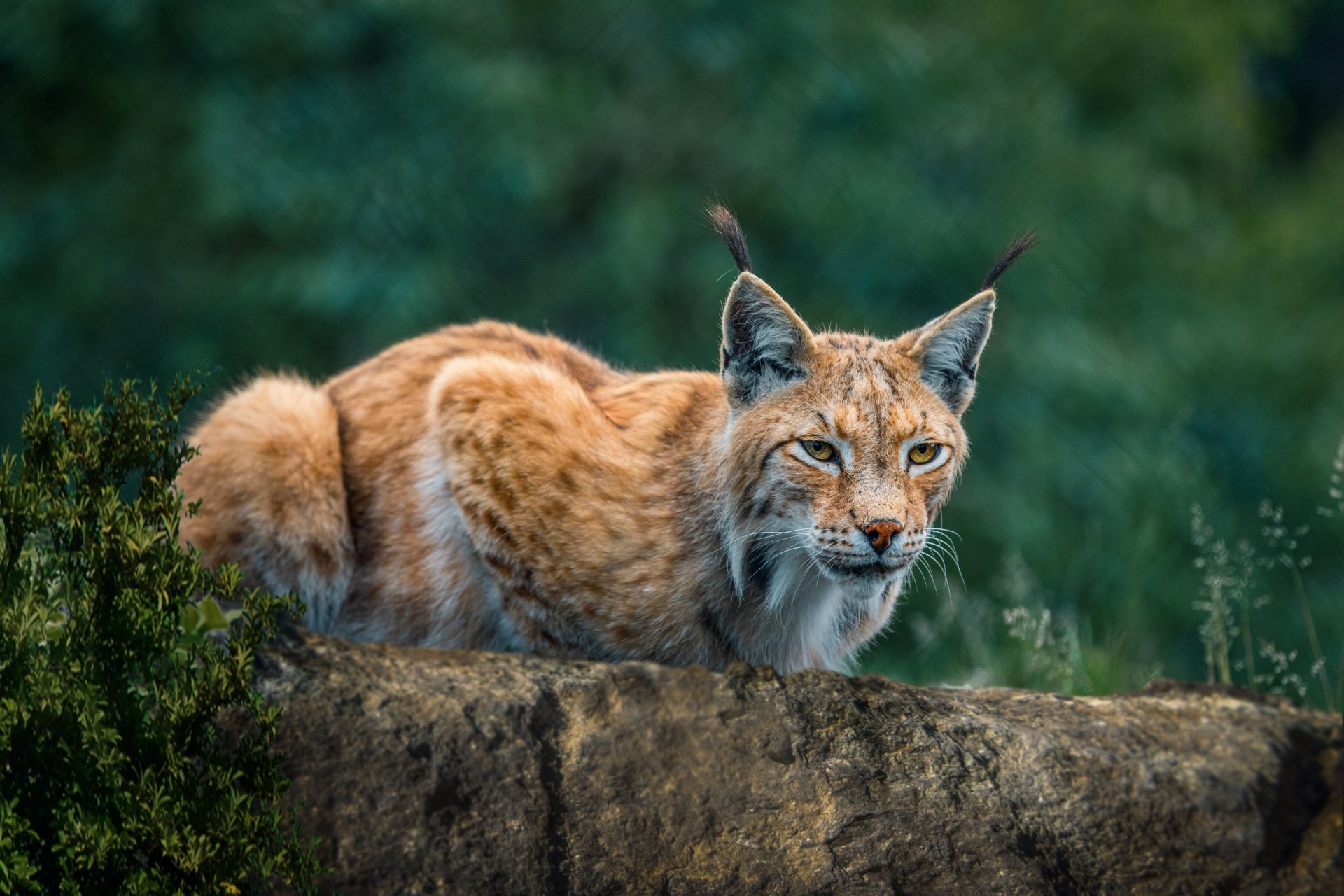 Download Animal Lynx 4k Ultra HD Wallpaper