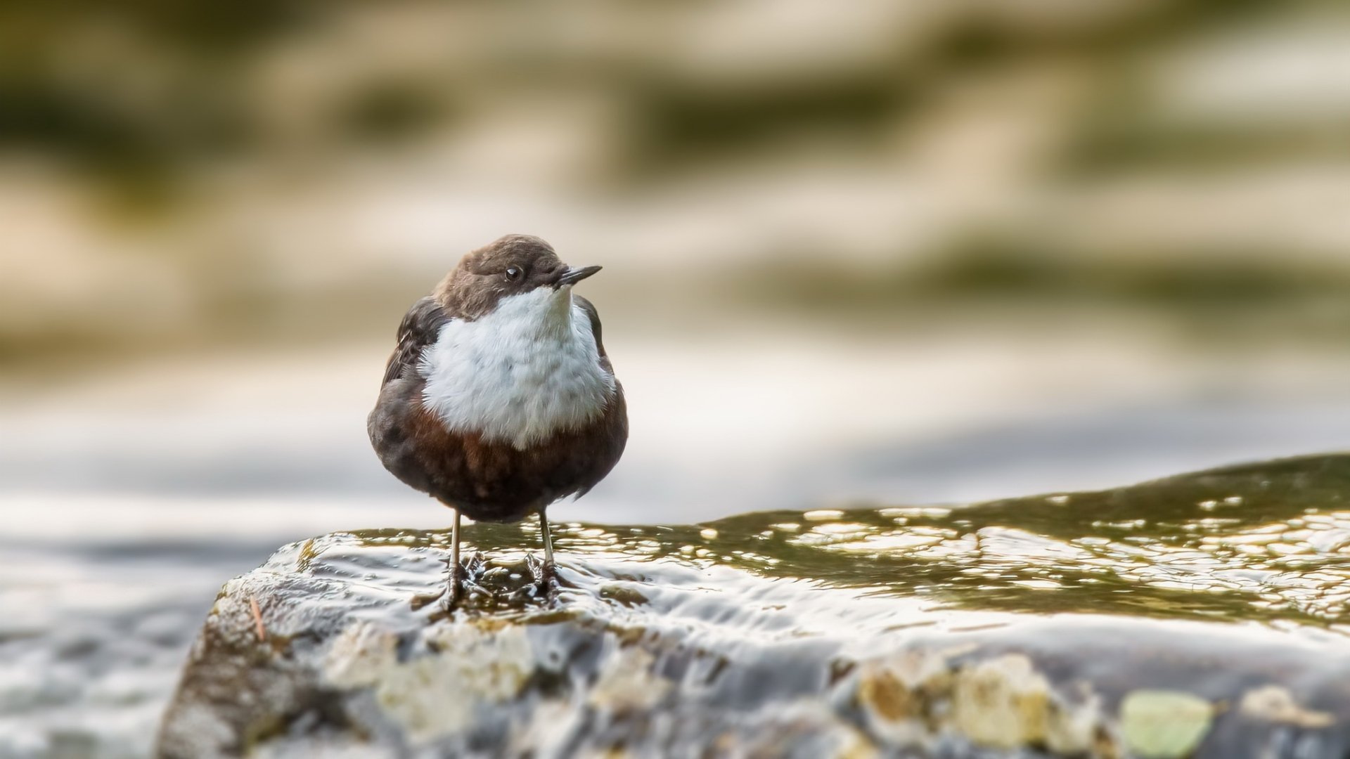 Download Bird Animal Dipper HD Wallpaper