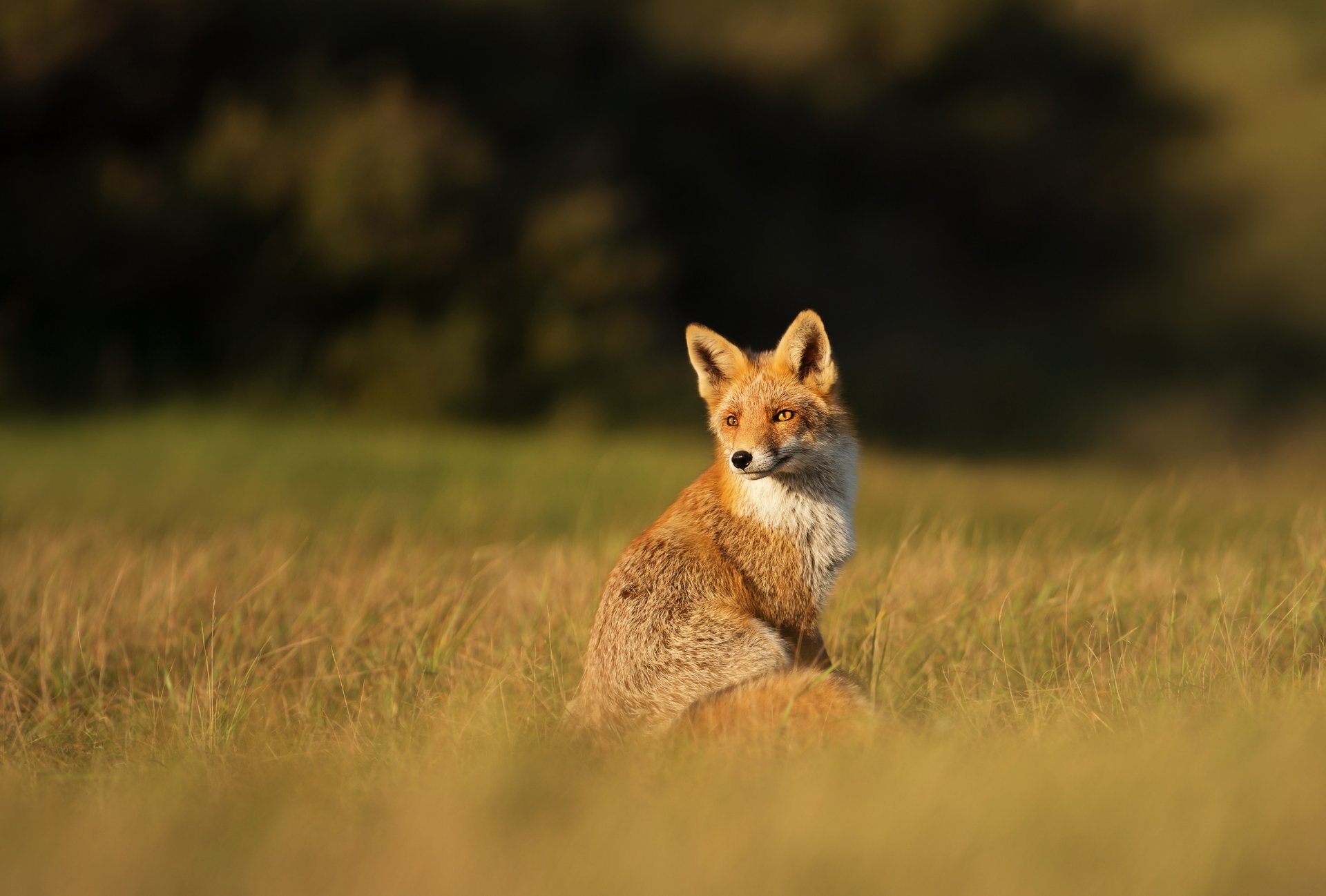 A red fox sits alert in a grassy field with a blurred background, captured in sharp depth of field. This 4K Ultra HD image serves as a vivid PC desktop wallpaper.