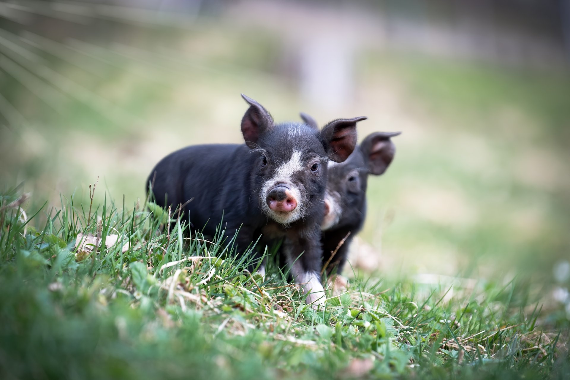 4K Ultra HD PC desktop wallpaper/background of two baby boars (animal) nuzzling and exploring a green grassy field
