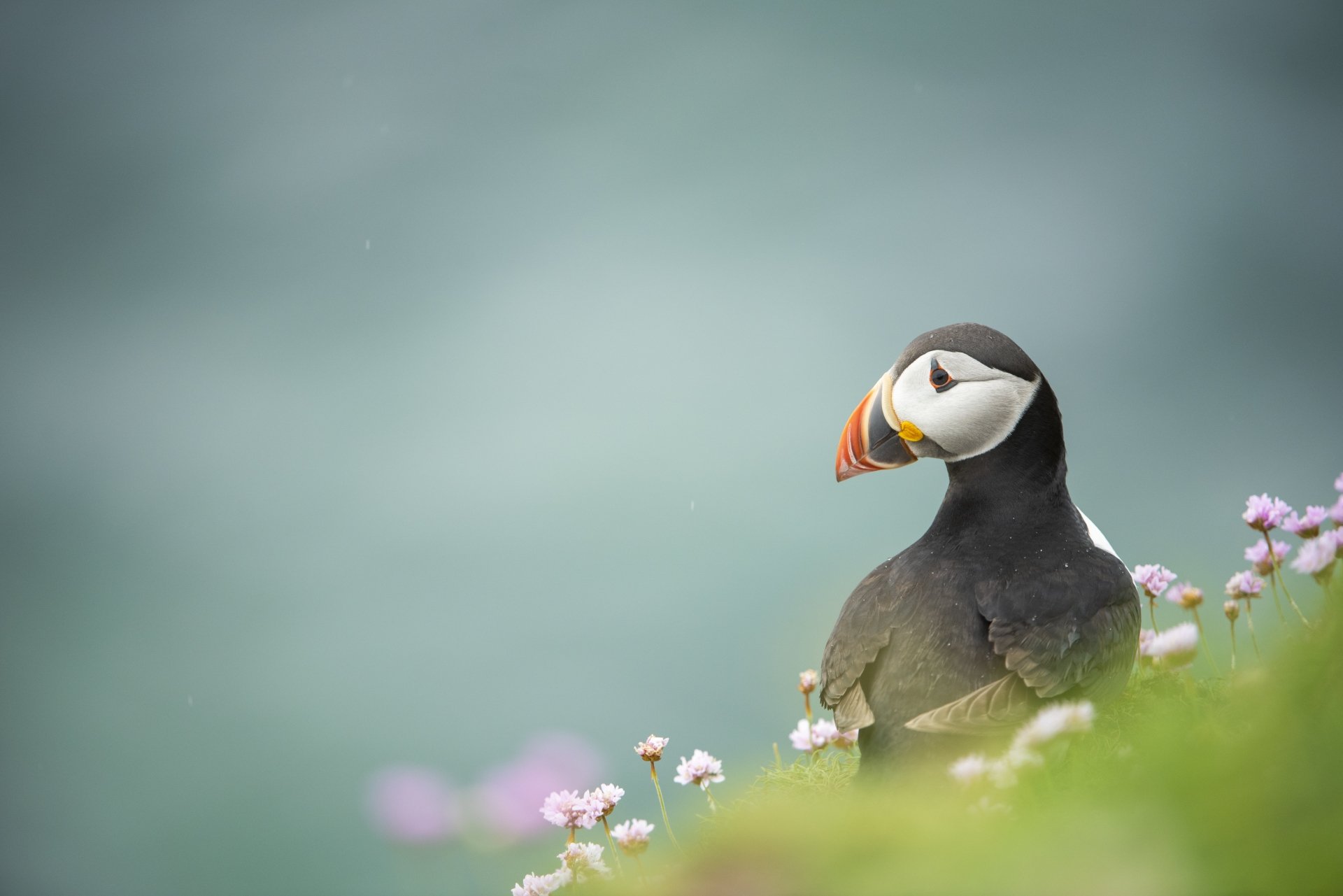 Download Animal Puffin 4k Ultra HD Wallpaper
