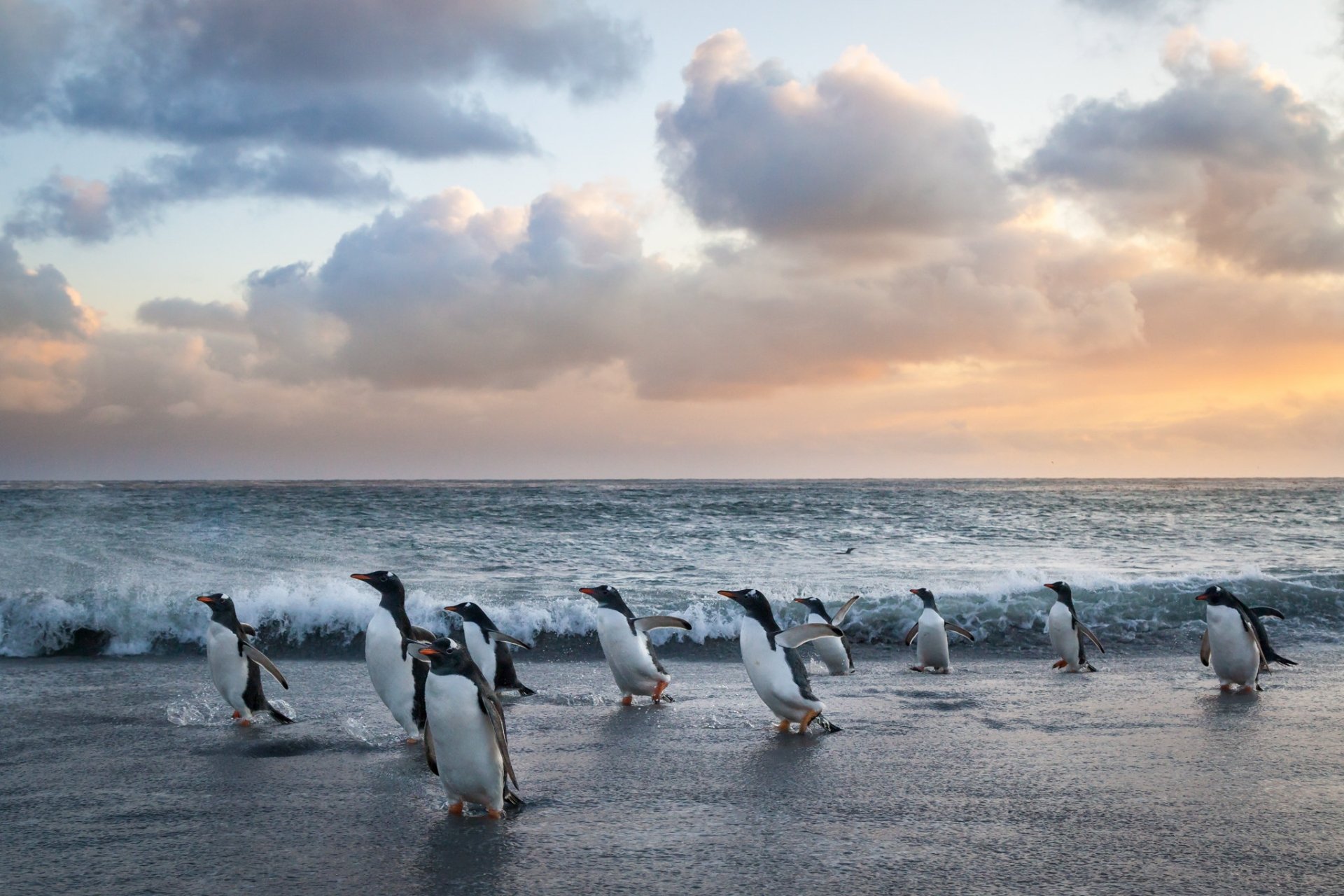Download Animal Penguin HD Wallpaper | 2048x1365 | Wallpaper Abyss