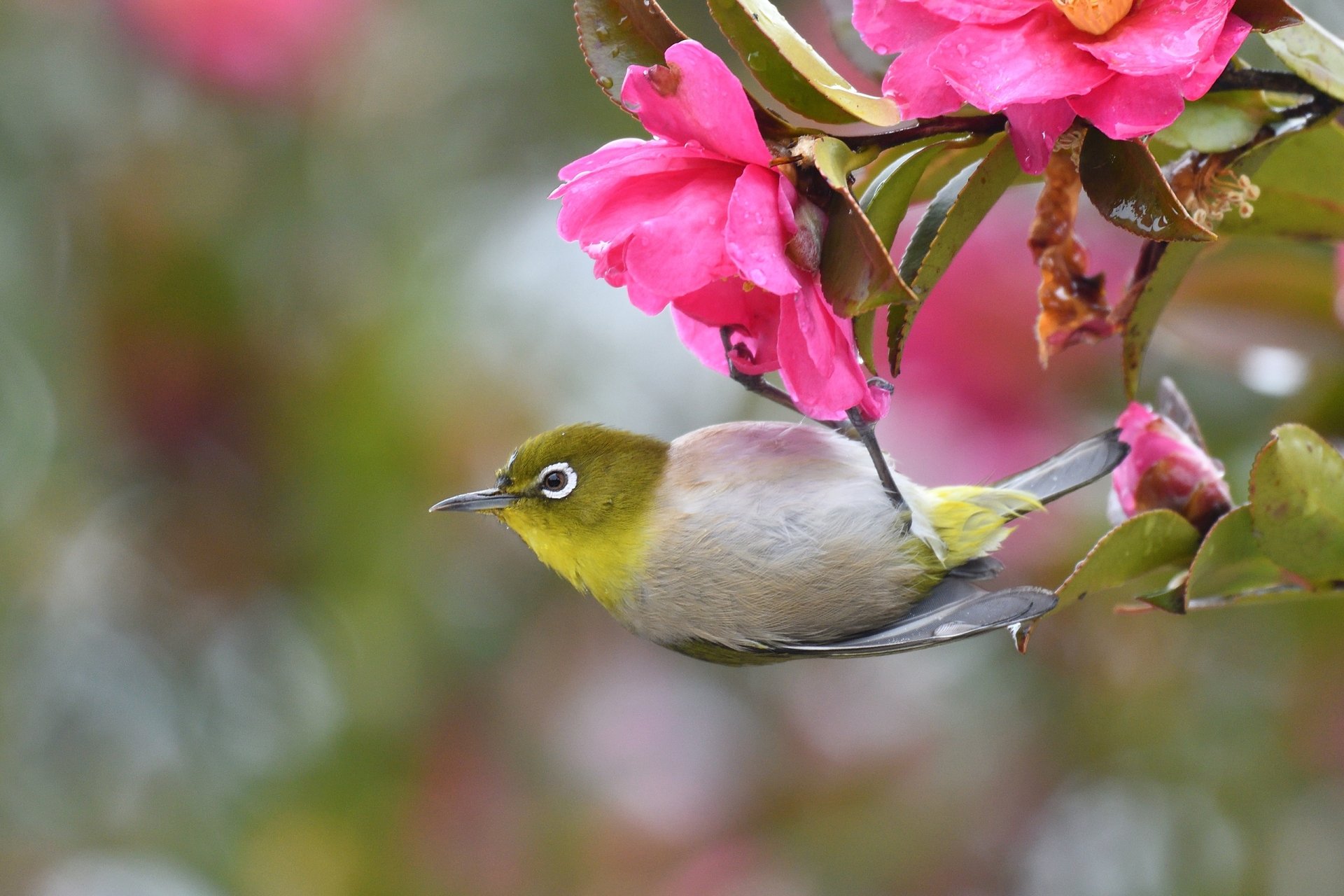 Download Animal Japanese White-eye HD Wallpaper