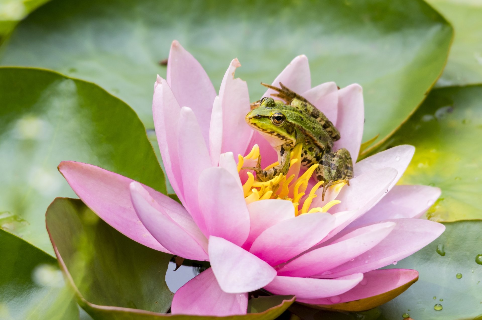 Download Amphibian Water Lily Animal Frog 4k Ultra HD Wallpaper