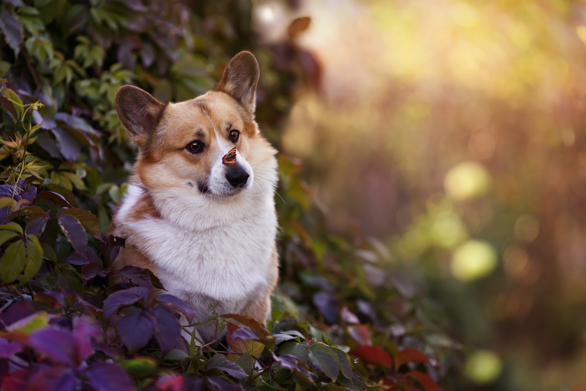 HD PC desktop wallpaper featuring a corgi dog sitting among green and purple foliage with a softly blurred natural background.