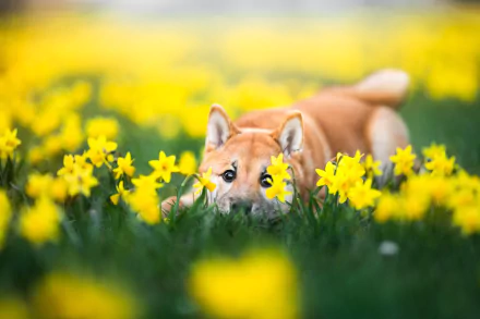 A Shiba Inu puppy lying in a vibrant field of blooming yellow daffodils, captured in HD as a charming desktop wallpaper and background.