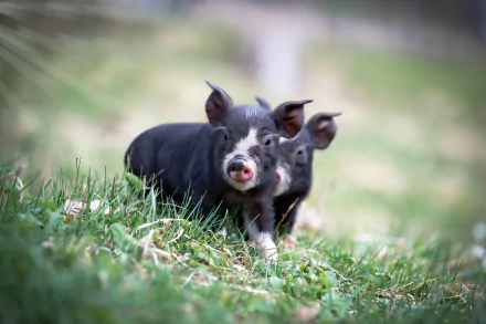 4K Ultra HD PC desktop wallpaper/background of two baby boars (animal) nuzzling and exploring a green grassy field