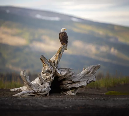 bird of prey Animal bald eagle HD Desktop Wallpaper | Background Image