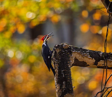 Animal woodpecker HD Desktop Wallpaper | Background Image