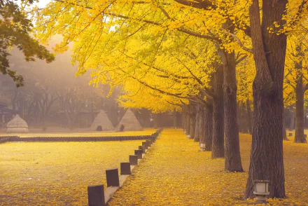  Fallen Leaves