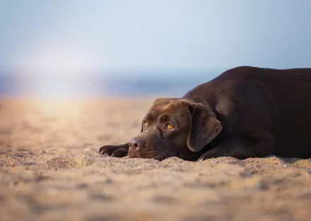 Chocolate Labrador Retriever animal lying on a sandy beach, golden eyes gazing toward the horizon — 2K Quad HD PC desktop wallpaper/background.