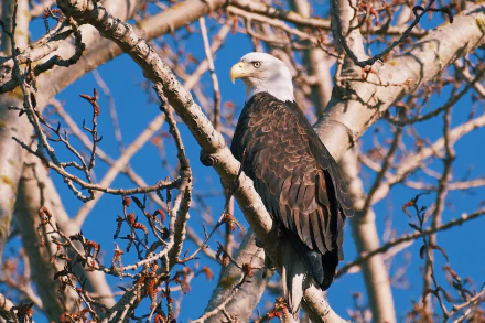 bird of prey Animal bald eagle HD Desktop Wallpaper | Background Image