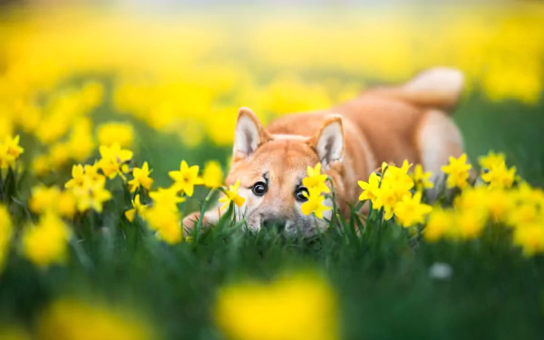A Shiba Inu puppy lying in a vibrant field of blooming yellow daffodils, captured in HD as a charming desktop wallpaper and background.