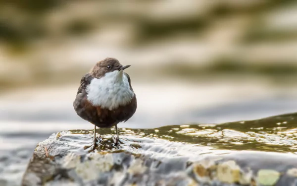  White-throated Dipper (cinclus cinclus)