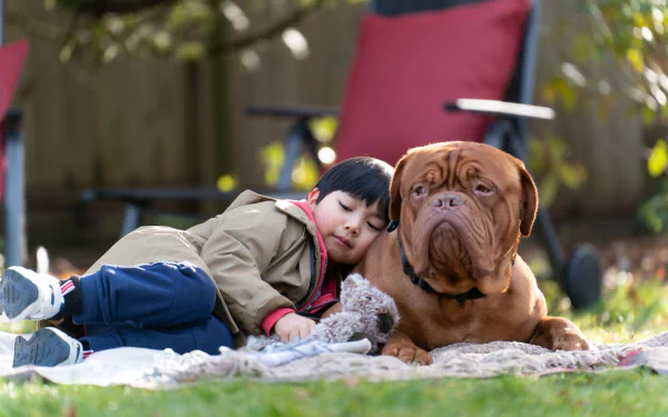 TV Show Turner & Hooch HD Desktop Wallpaper | Background Image