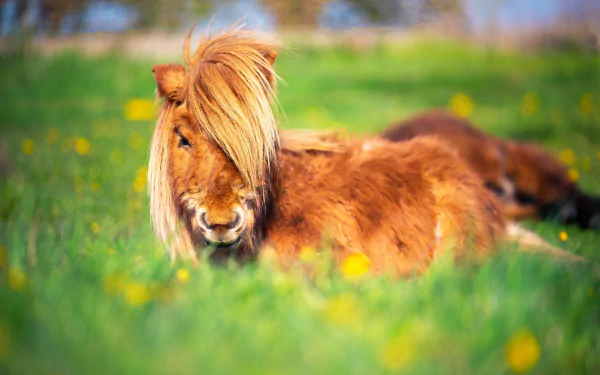 pony Animal horse HD Desktop Wallpaper | Background Image