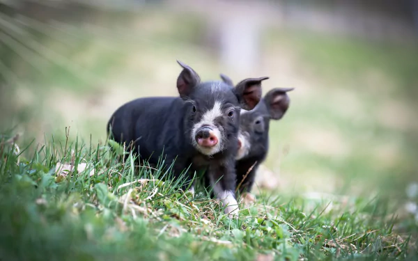 baby animal Animal boar HD Desktop Wallpaper | Background Image