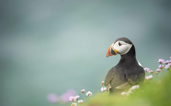 Animal puffin HD Desktop Wallpaper | Background Image