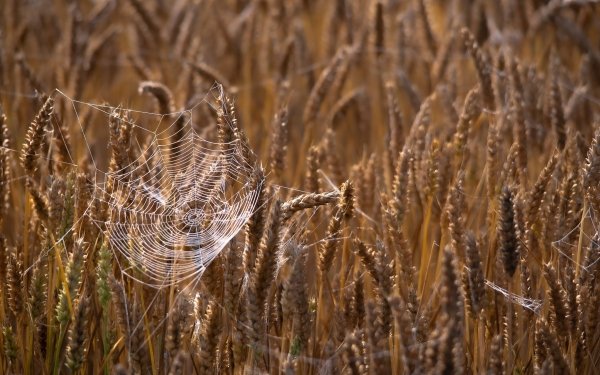 Photography Spider Web Wheat HD Wallpaper | Background Image