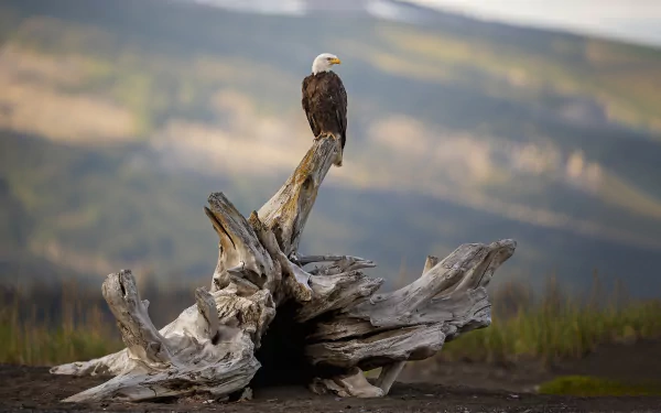 bird of prey Animal bald eagle HD Desktop Wallpaper | Background Image
