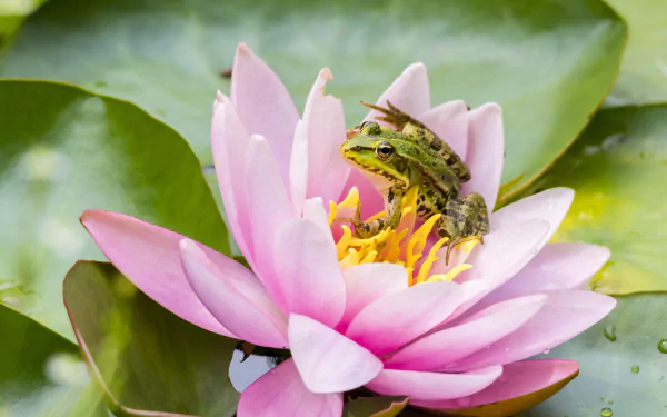 amphibian water lily Animal frog HD Desktop Wallpaper | Background Image