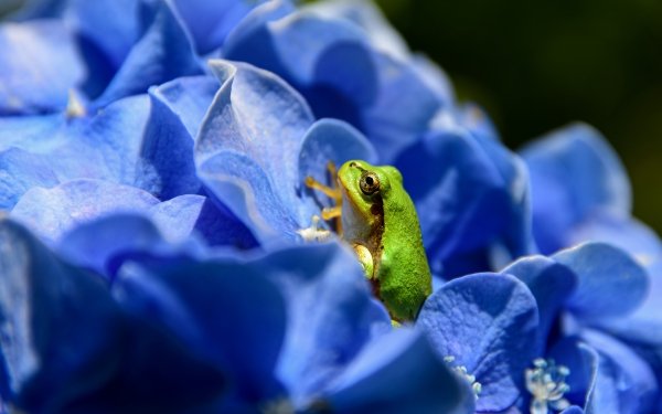 Animal Frog Frogs Blue Flower Amphibian HD Wallpaper | Background Image