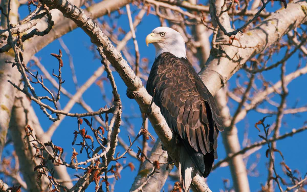 bird of prey Animal bald eagle HD Desktop Wallpaper | Background Image