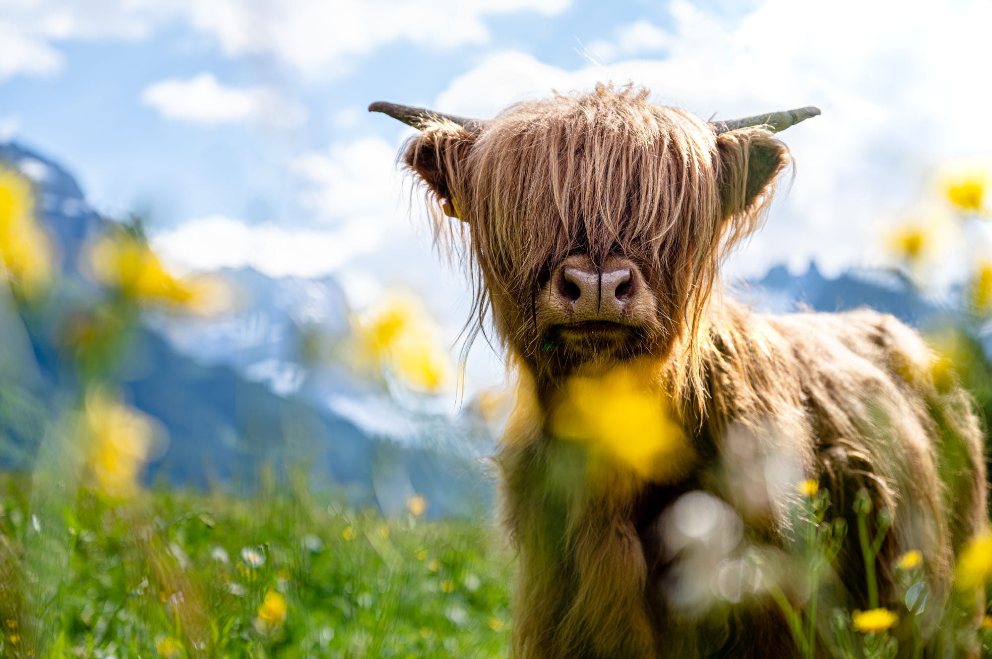Animal Highland Cattle HD Wallpaper | Background Image