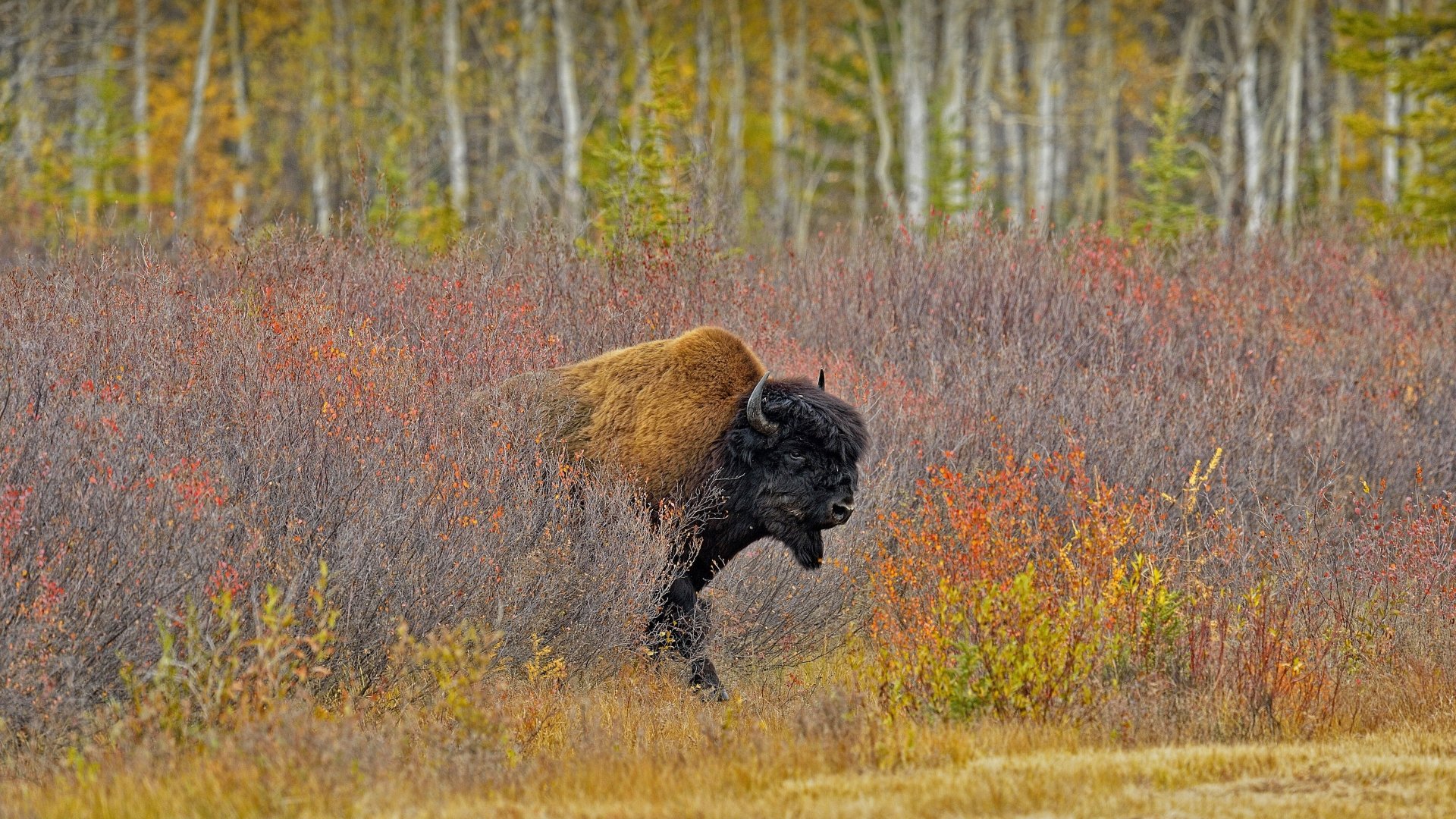 Download Animal American Bison 4k Ultra HD Wallpaper by Don Johnston