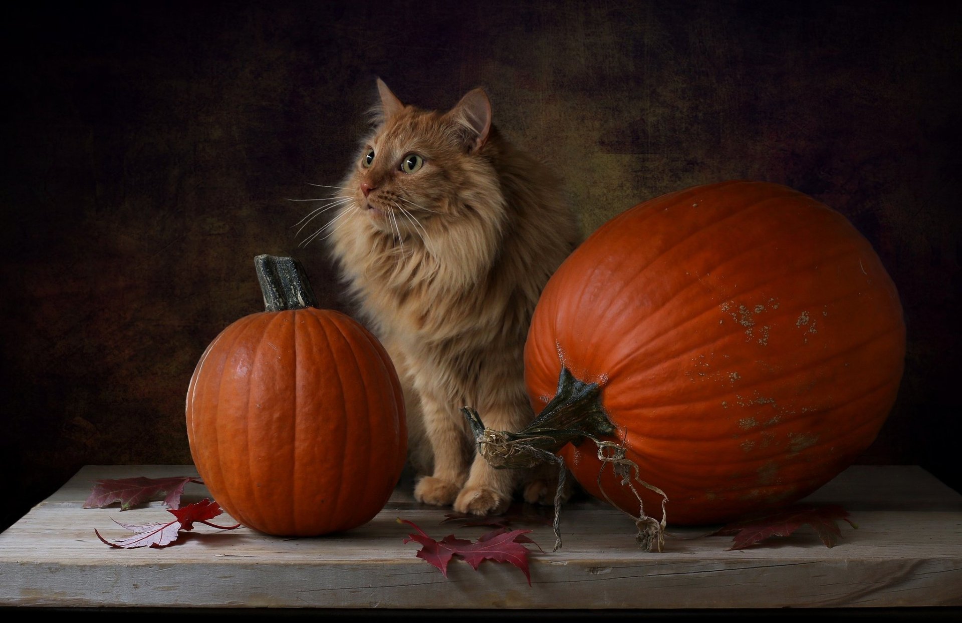 HD PC desktop wallpaper/background: fluffy orange cat posed between two pumpkins on a rustic table with scattered autumn leaves and a moody, dark backdrop.