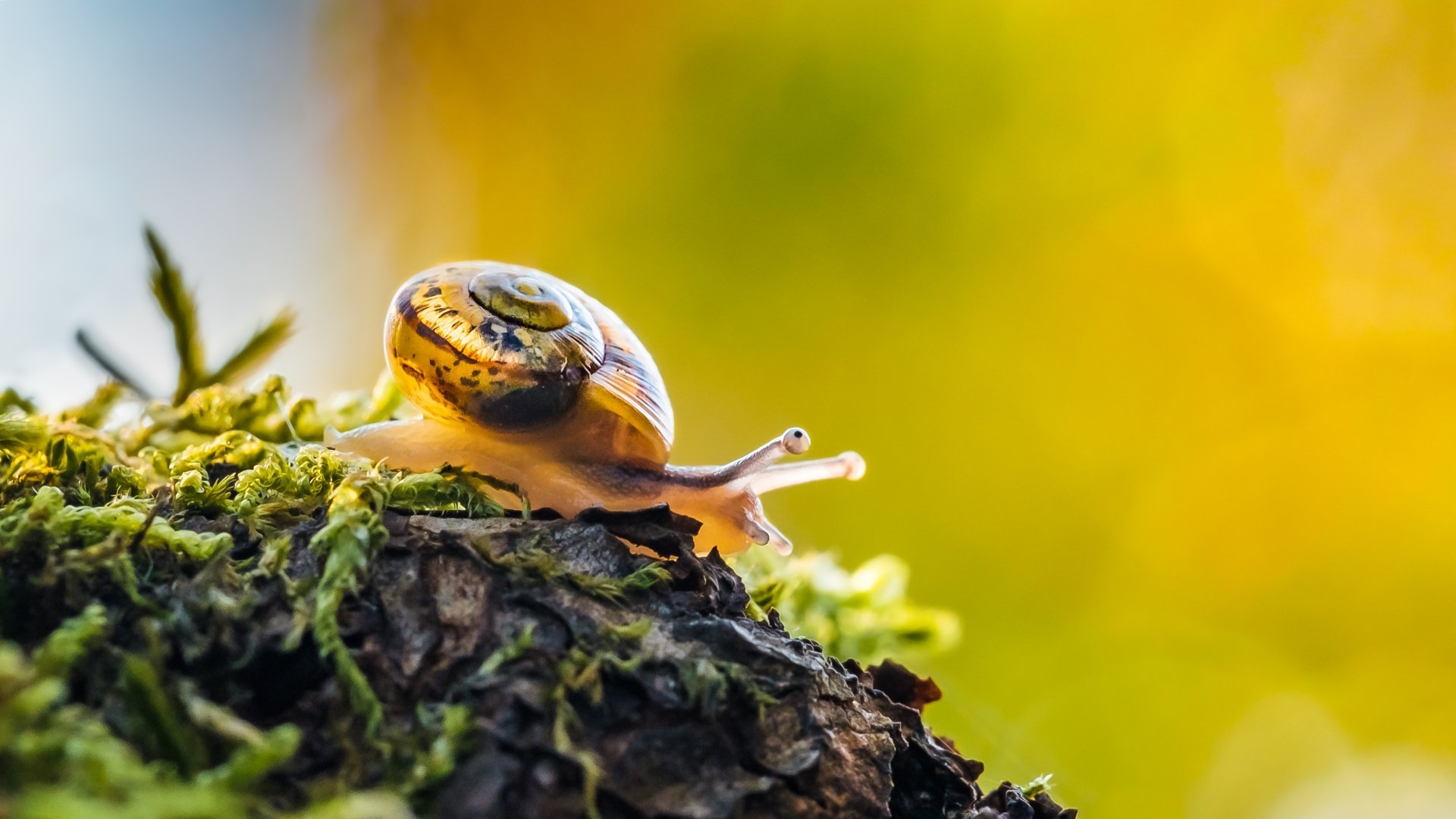 Download Macro Animal Snail 4k Ultra HD Wallpaper