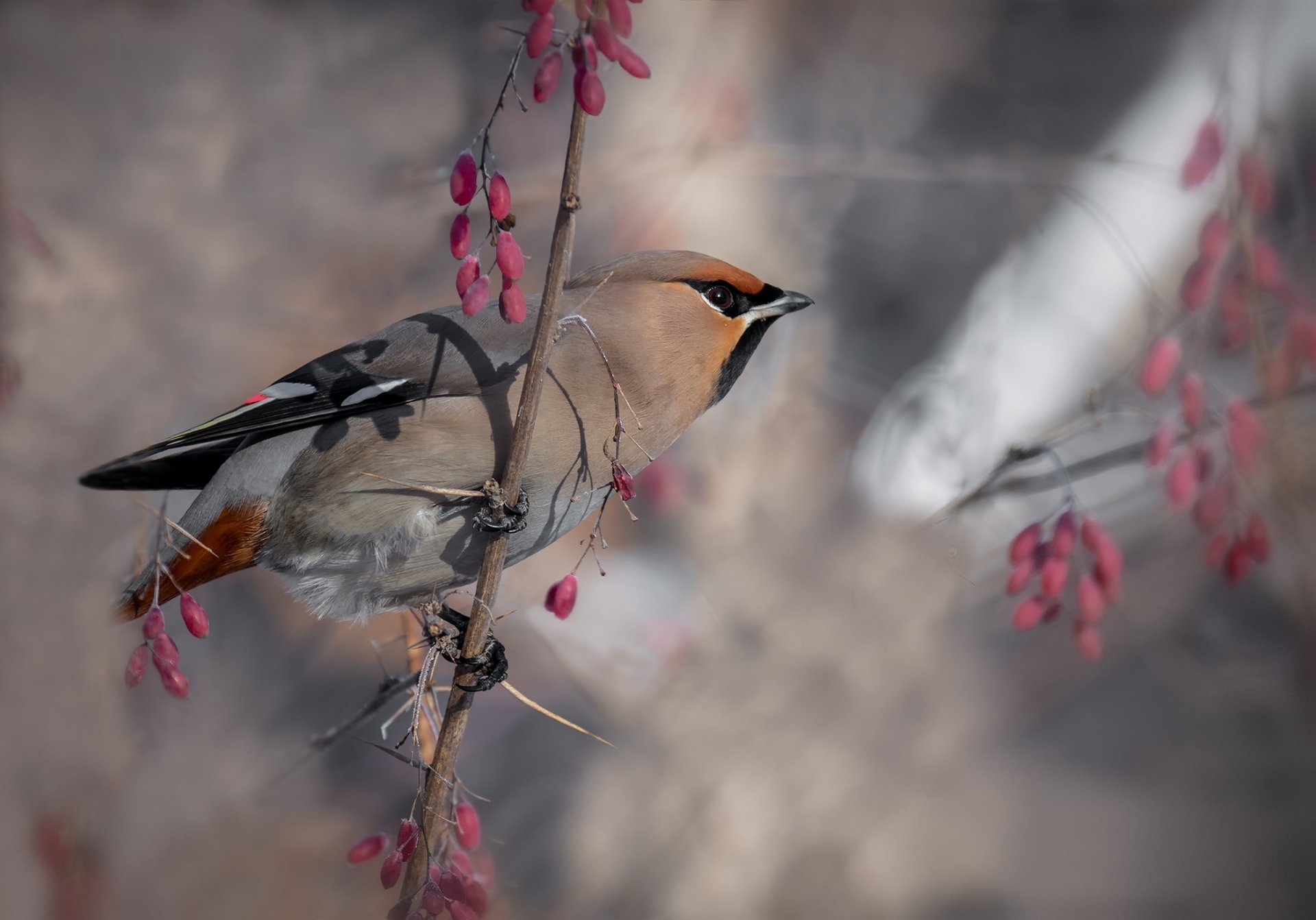 Download Bird Animal Waxwing HD Wallpaper