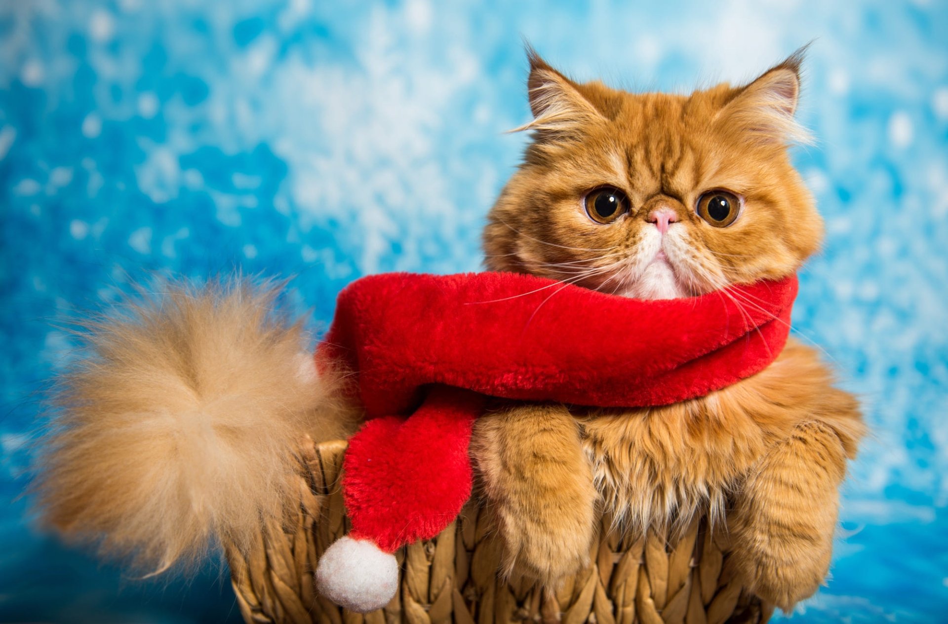 Download Cat Animal Persian Cat HD Wallpaper