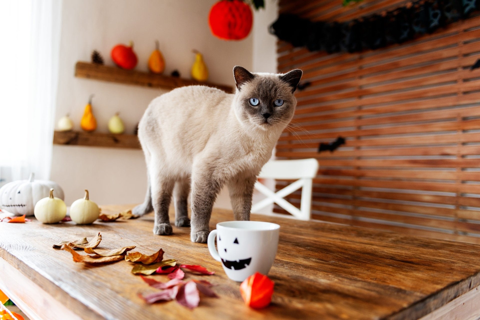 Download Animal Siamese Cat HD Wallpaper