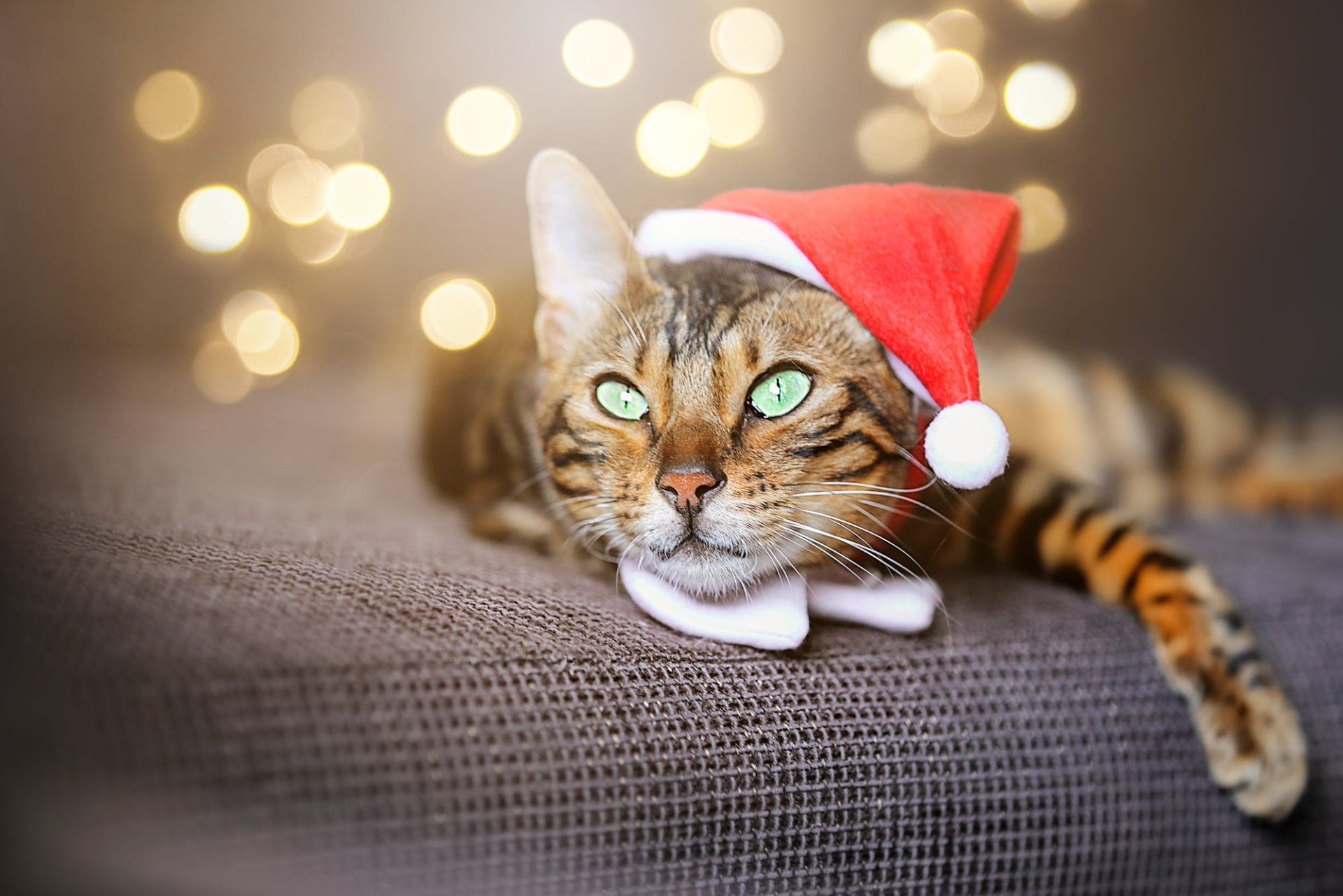 Download Santa Hat Animal Cat HD Wallpaper
