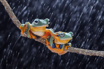 amphibian Animal frog HD Desktop Wallpaper | Background Image