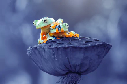 amphibian Animal frog HD Desktop Wallpaper | Background Image