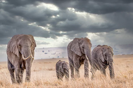 savanna Animal African bush elephant HD Desktop Wallpaper | Background Image