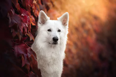 Animal swiss shepherd HD Desktop Wallpaper | Background Image