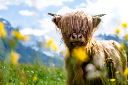 cow Animal highland cattle HD Desktop Wallpaper | Background Image