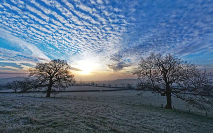 HD PC desktop wallpaper of a serene field at dusk with two bare trees silhouetted against a dramatic sky illuminated by the rising sun.