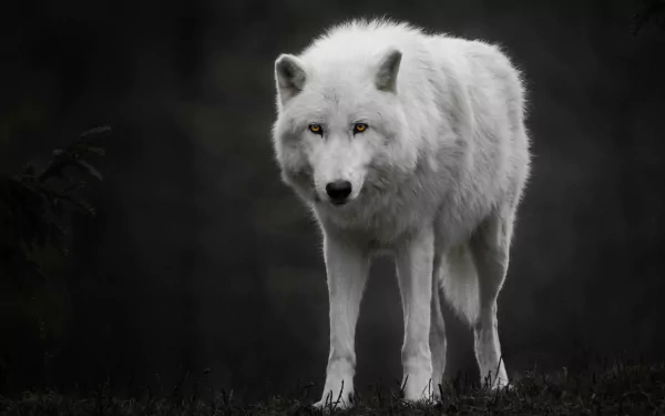 arctic wolf Animal wolf HD Desktop Wallpaper | Background Image
