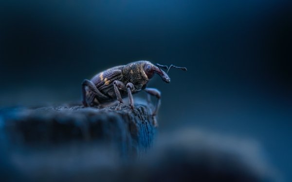 Animal Beetle Weevil Macro HD Wallpaper | Background Image