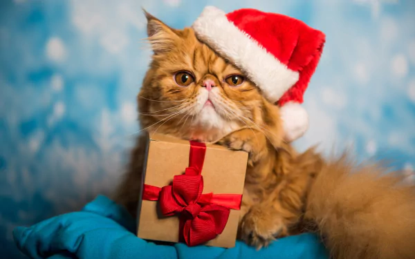 gift Animal persian cat HD Desktop Wallpaper | Background Image